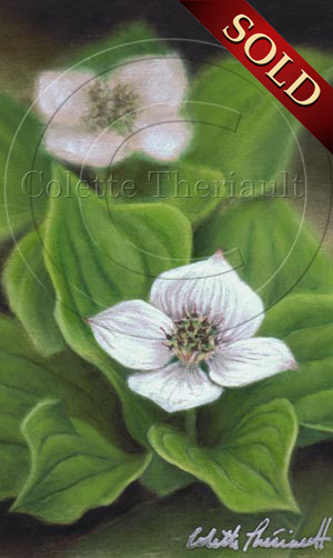Canada Bunchberry Flower Painting by Canadian Nature Artist Colette Theriault