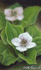 Canada Bunchberry Painting