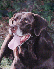 chocolate Labrador photo