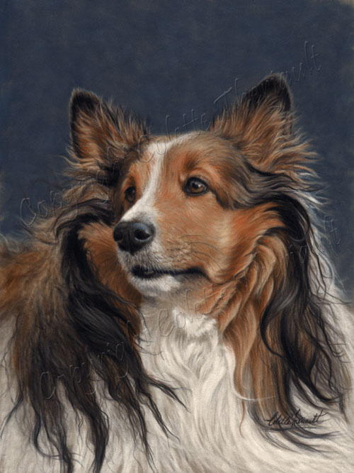 Shetland Sheepdog pet therapy dog Painting portrait