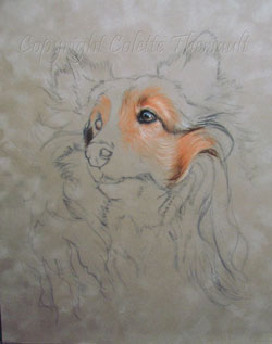 sheltie painting wip1