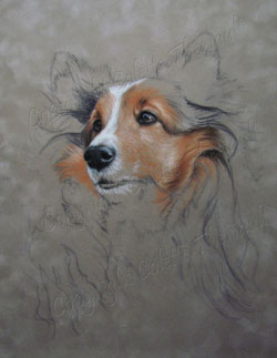 sheltie painting wip2