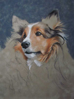 sheltie painting wip3