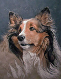 sheltie painting wip4