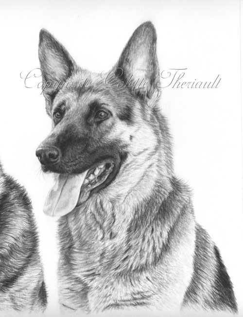 German Shepherd Dog Drawing