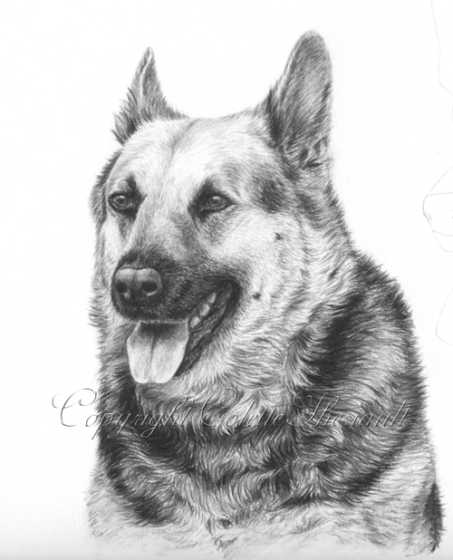 German Shepherd Dog Drawing