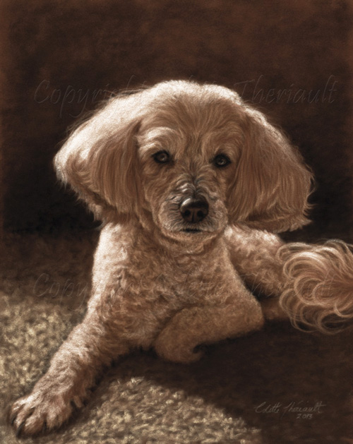 Maltese Poodle mix pet portrait painting in pastel