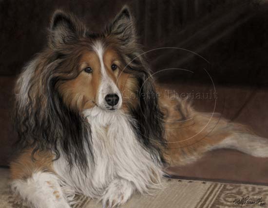 Sheltie Pastel Dog Painting-Pet Portrait