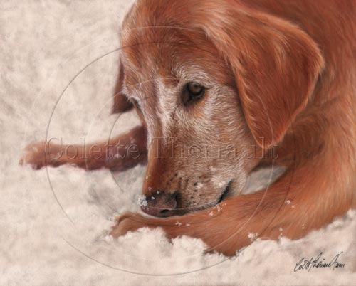 Golden Retriever Dog Portrait Painting