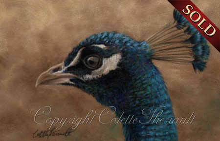 Bird painting of peacock  in pastel-Wildlife Art