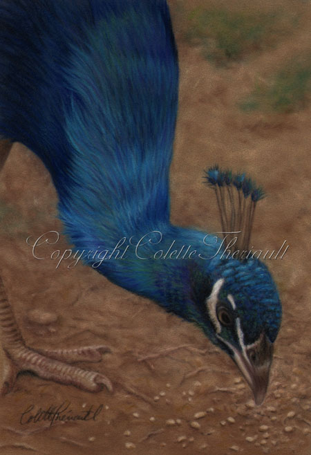 Peacock bird painting in pastel-Bird Art