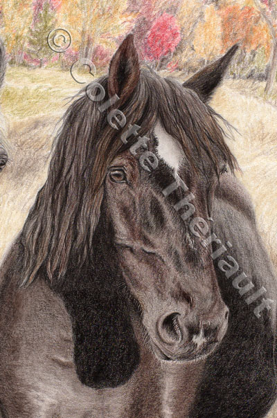 Percheron mare-Pet Portrait Drawing