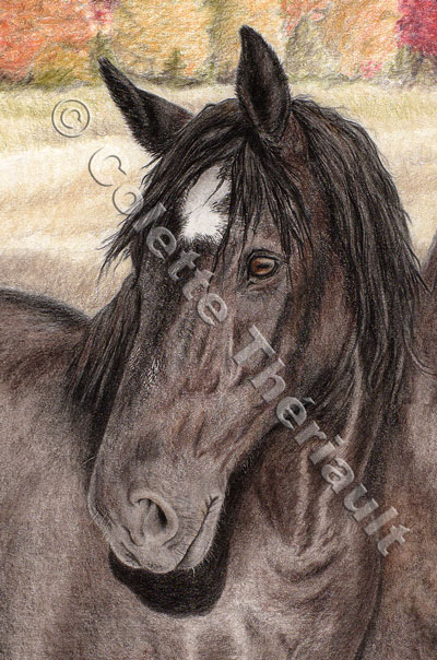 Percheron work horse-Pet Portrait Drawing