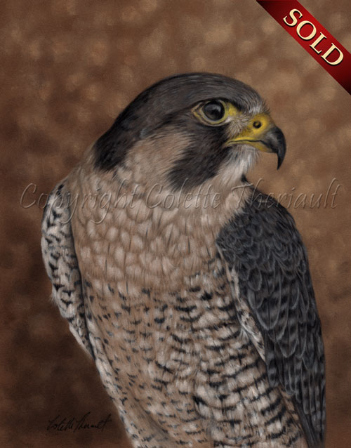 Peregrine Falcon Painting in pastel by Colette Theriault