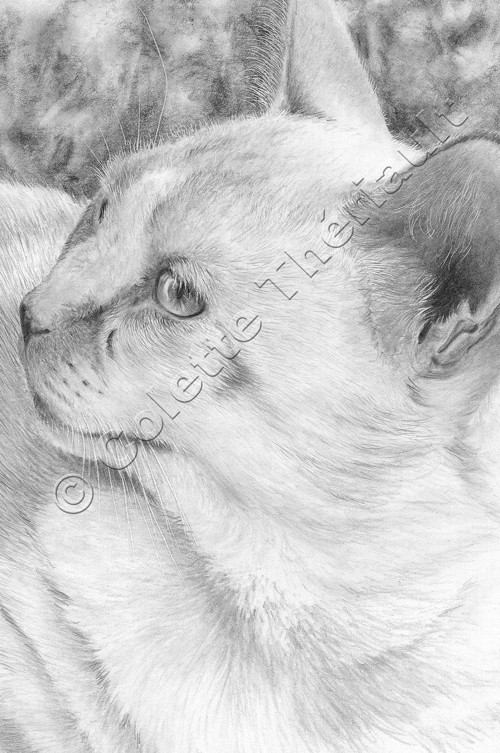Domestic Cat Realistic Drawing-Pet Portraits Drawing Custom Graphite