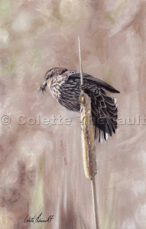 Red winged blackbird pastel painting 