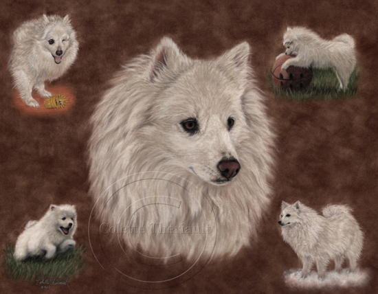 American Eskimo (Miniature) Dog Portrait in pastel