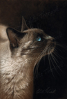 siamese cat portraits from photo