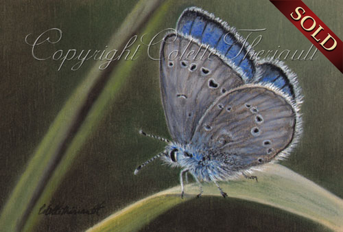 Silvery Blue Butterfly Painting in Pastel