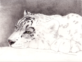 Snow leopard work in progress
