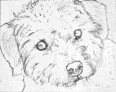 Poodle sketch