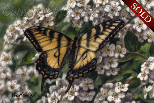 Canadian Tiger Swallowtail Butterfly Painting in pastel