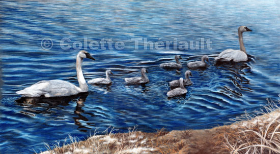 Trumpeter Swans Pastel Painting-Wildlife Art