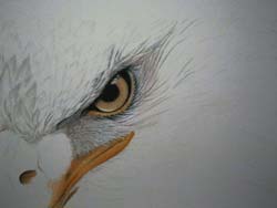 step 2 bald eagle painting