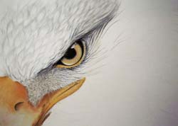 step 3 bald eagle painting