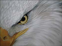step 4 bald eagle painting