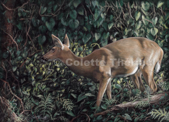 White Tailed Deer pastel painting