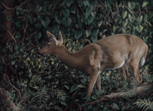 deer doe painting