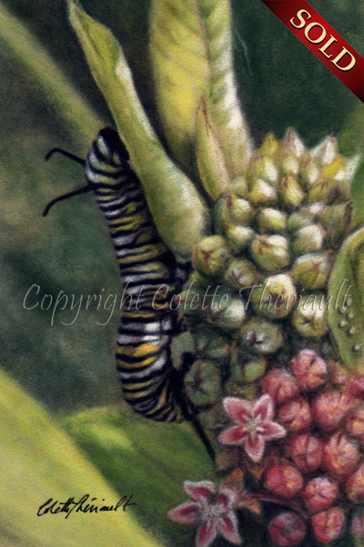 Monarch caterpillar insect larva painting in pastel