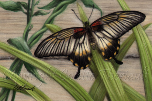 Butterfly Artwork Gallery