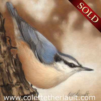 female red breasted nuthatch paiting