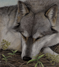 Gray Wolf Painting