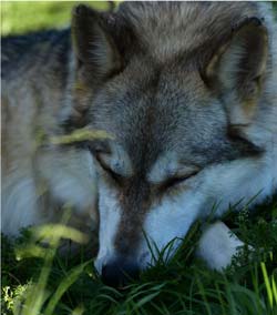 sleeping wolf reference photo