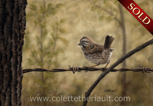 Song Sparrow Bird Painting