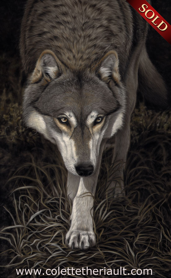 grey wolf painting in pastel