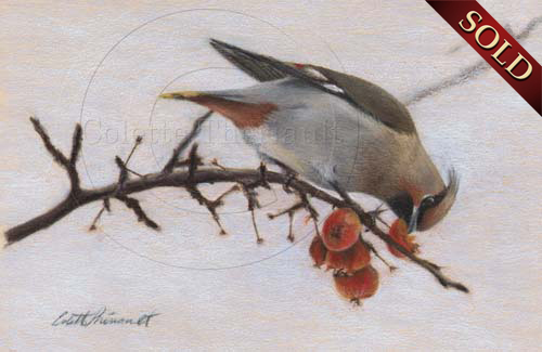 Bohemian Waxwing Bird Art Drawing