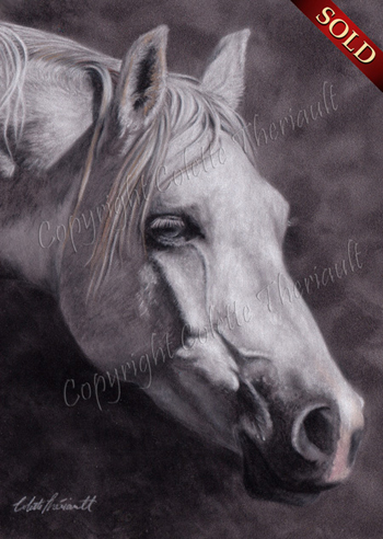 Arabian Horse pastel painting equine art