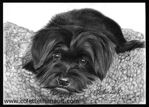 Maltipoo pet portrait