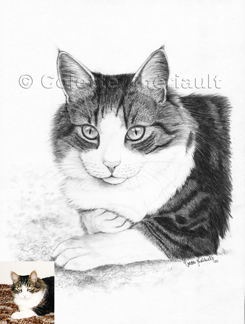 Tabby DSH Cat Pet Portraits Art