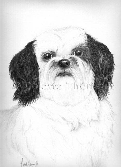 Shih Tzu Drawing-Pet Portraits