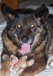 Akita dog