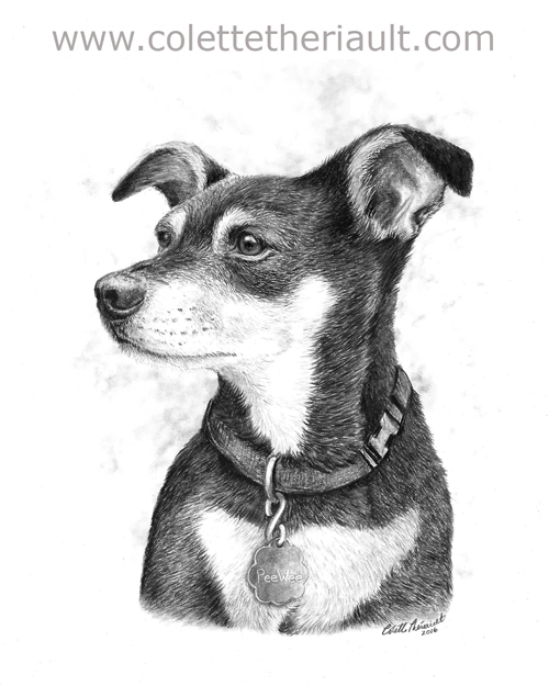 chihuahua portrait