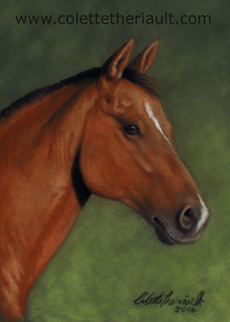 red chestnut horse