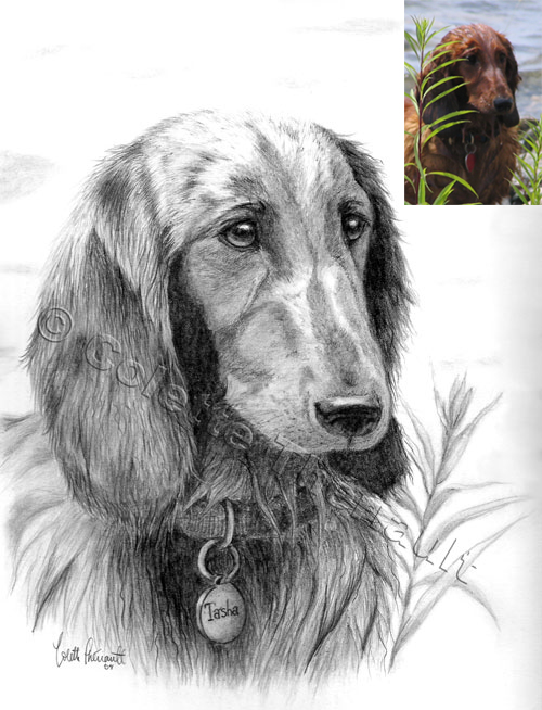Dachshund Pet Portrait