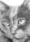 Animal Pet Portraits