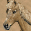 Palomino horse